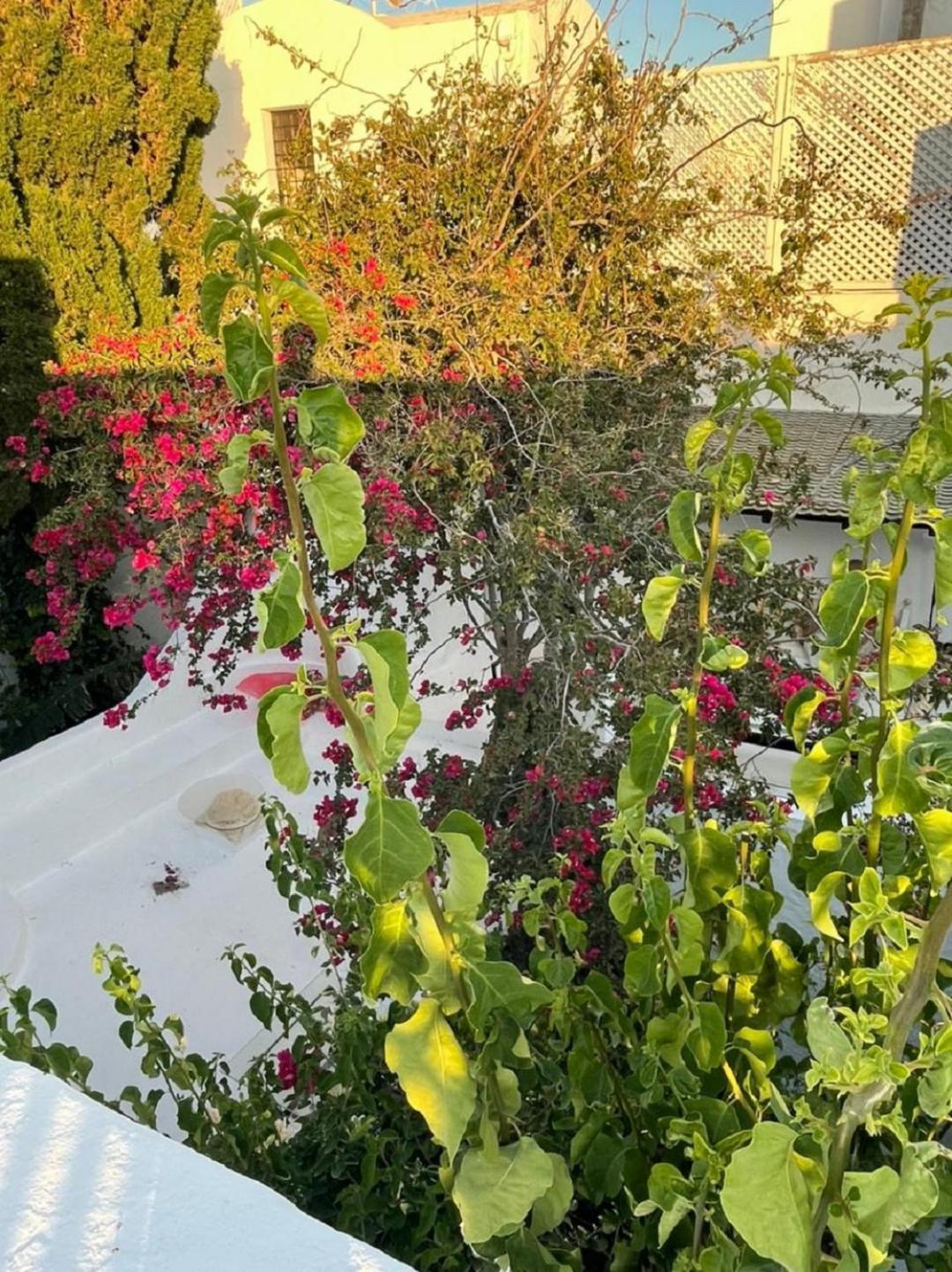 Dar Esaroual Guest house